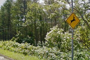 Useful Information for Foreign Tourists in Sapporo: Road signs unique to Hokkaido and its myriad wildlife.