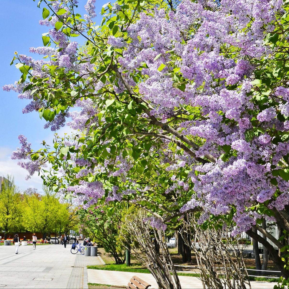 Sapporo Lilac Festival